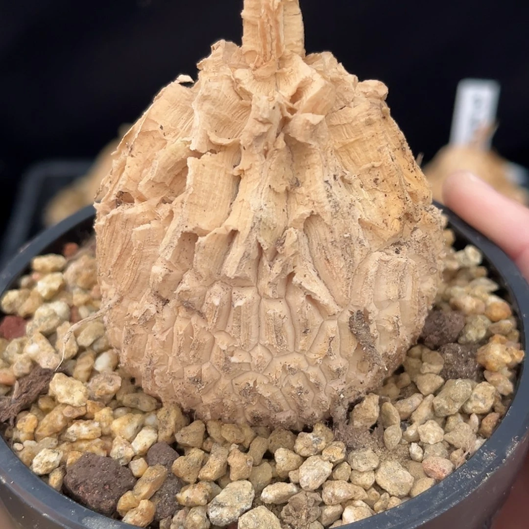 精品龟甲罗魔，超圆，5.9公分