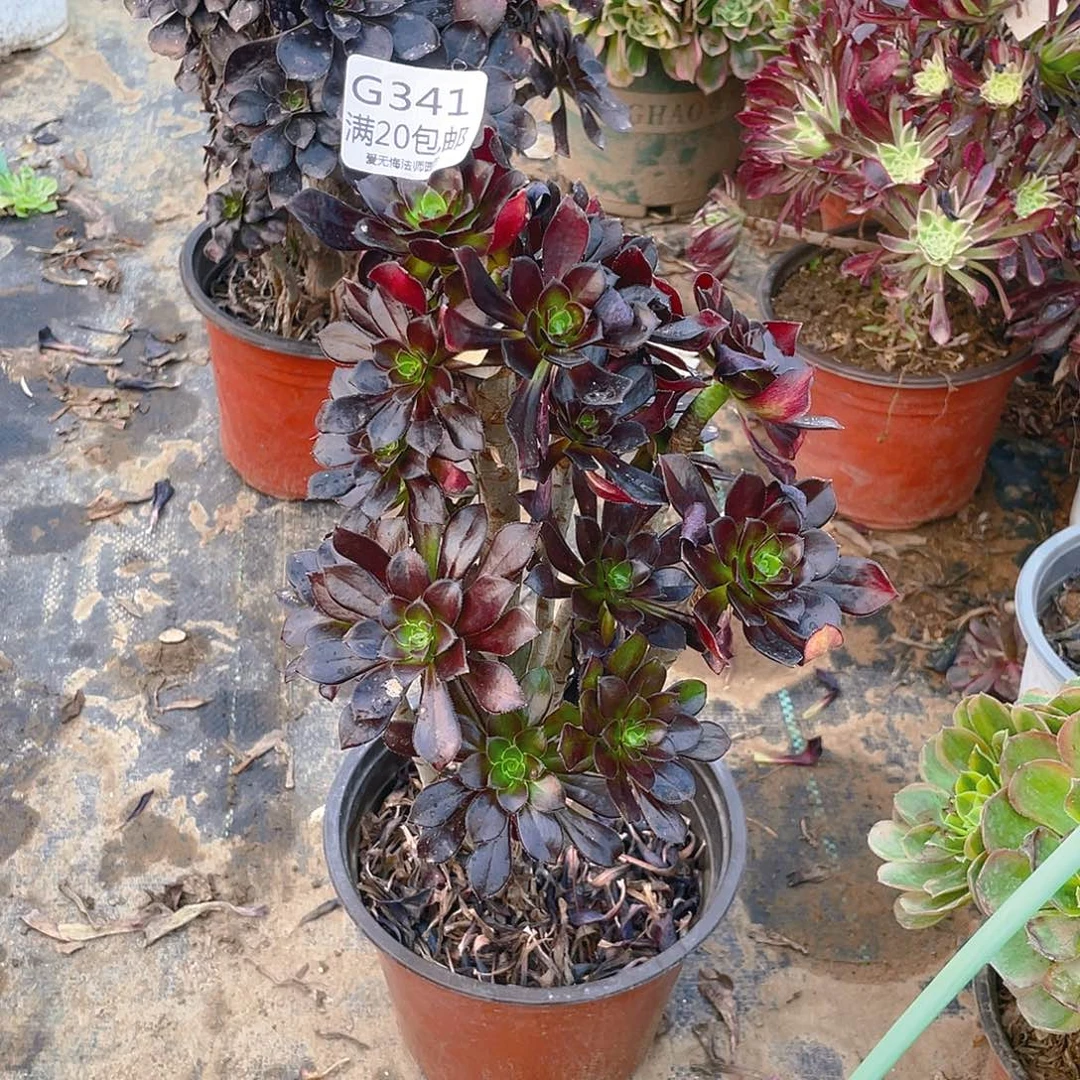 341黑法师多肉小损不包