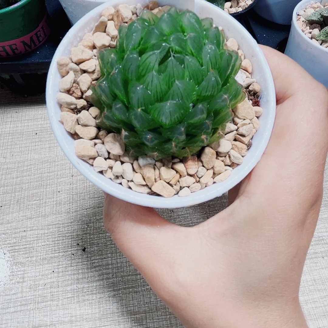 冰川多肉植物66666