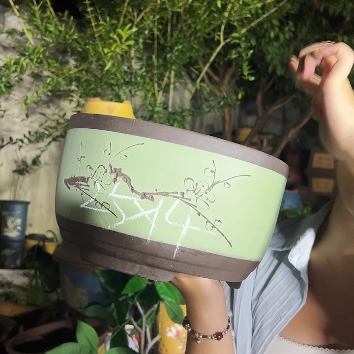 苹果绿萝大号一对