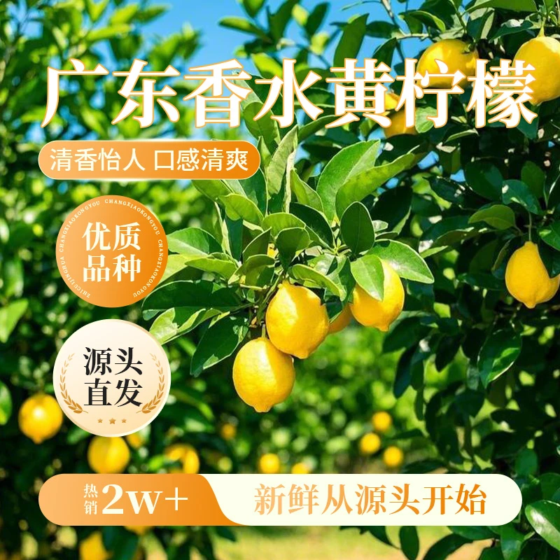 【广东黄香水柠檬】新鲜现摘个大饱满新鲜大果水果食材爆香多汁