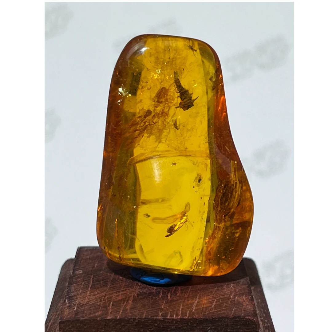 天然俄料琥珀（蛾类幼虫巢穴多虫）虫珀藏收级别虫珀