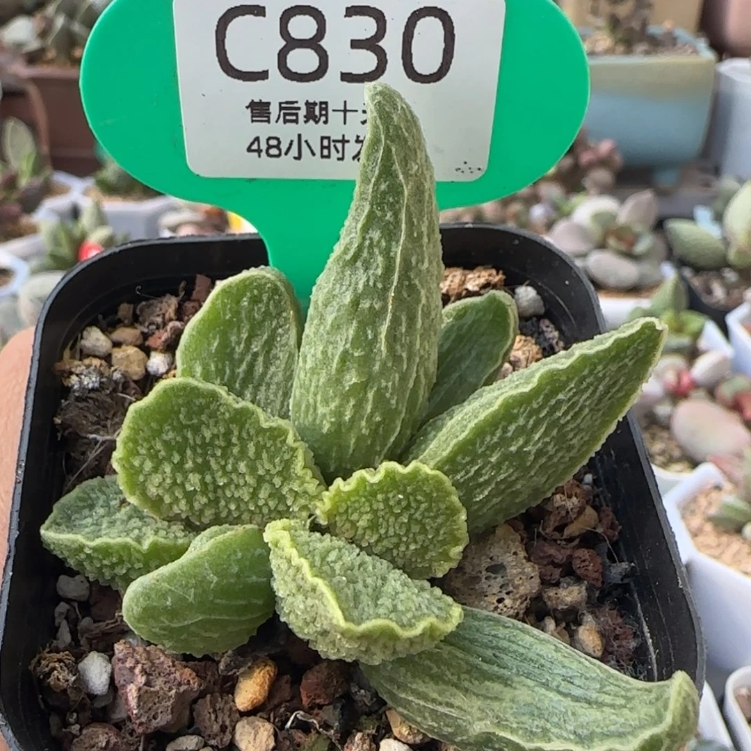 绿皮。       盆口7厘米。