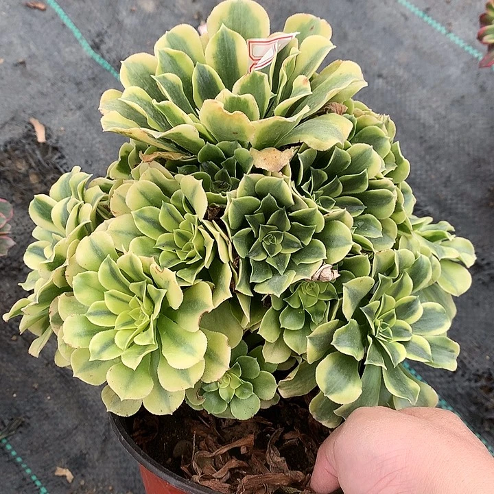 728绿豆沙多肉植物