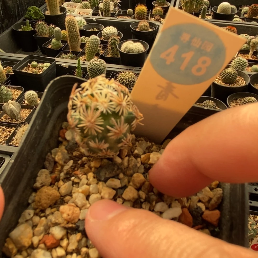 实生紫王子一棵2.1cm