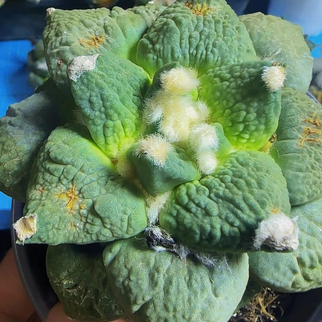 大满叶怒涛359。