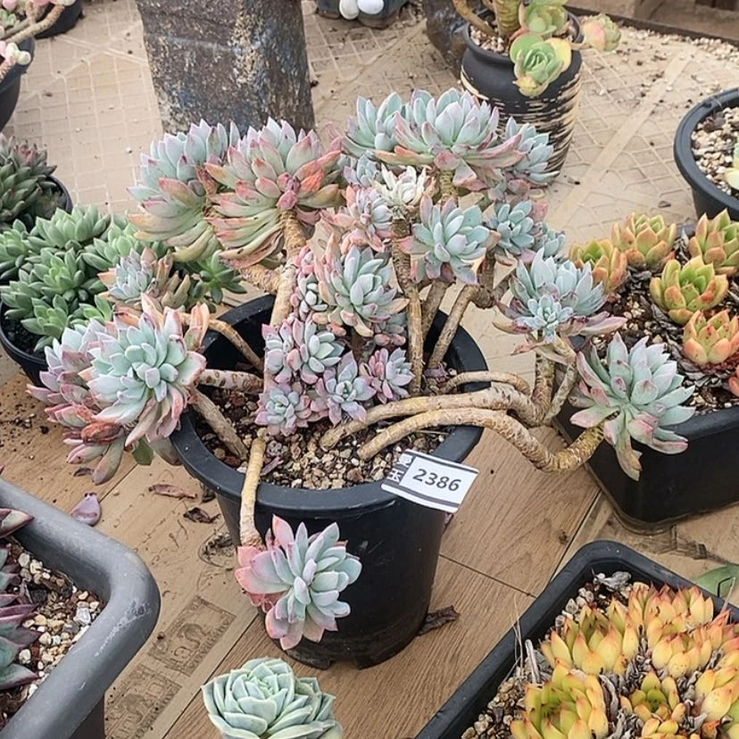 【闪购商品】伊*陈红卷叶2386