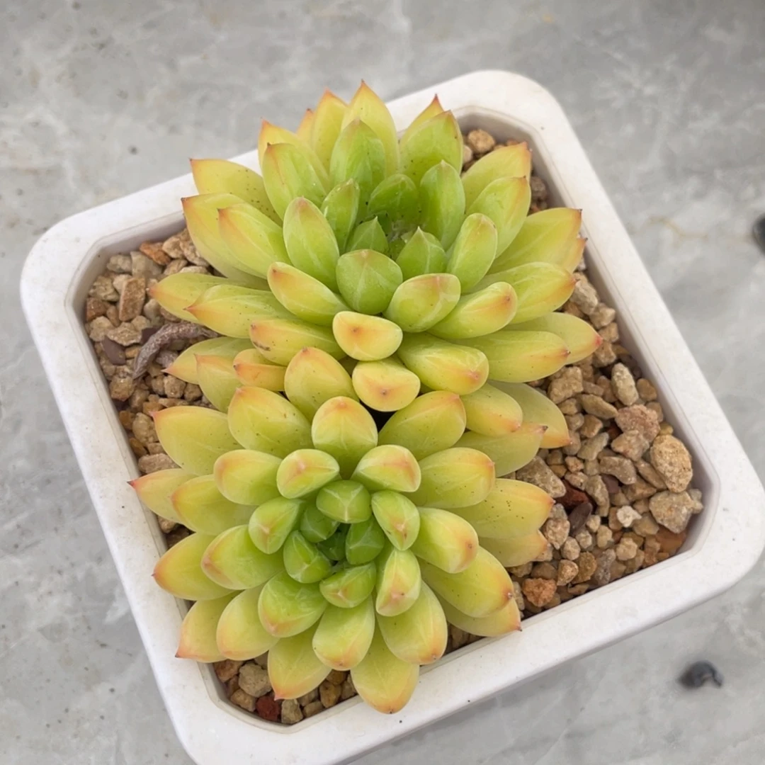 甲骨文双头满35包邮