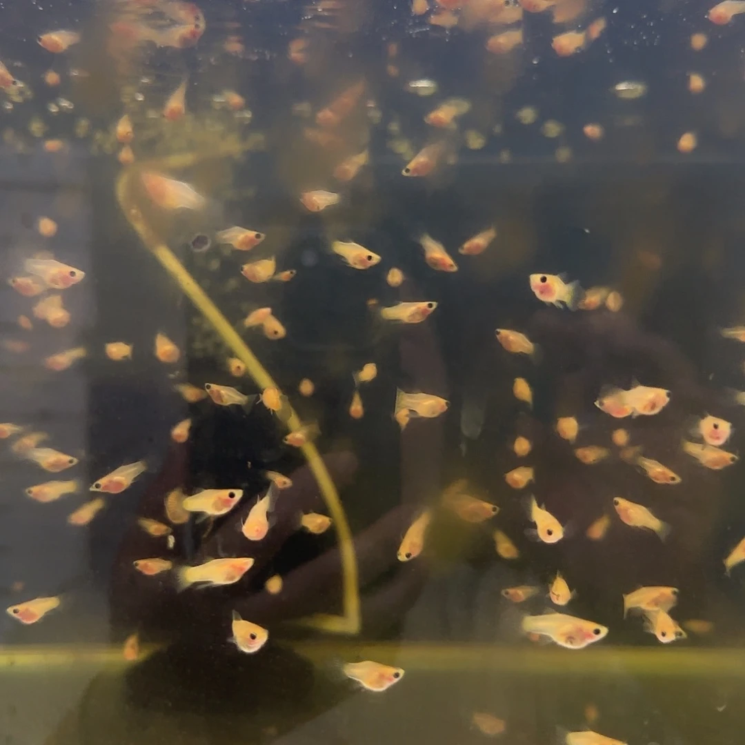 孔雀鱼黄蕾丝玻璃猫苗10条