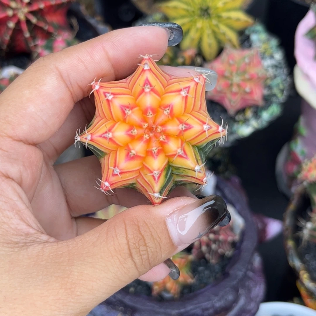 泰系肋骨锦，裸根发