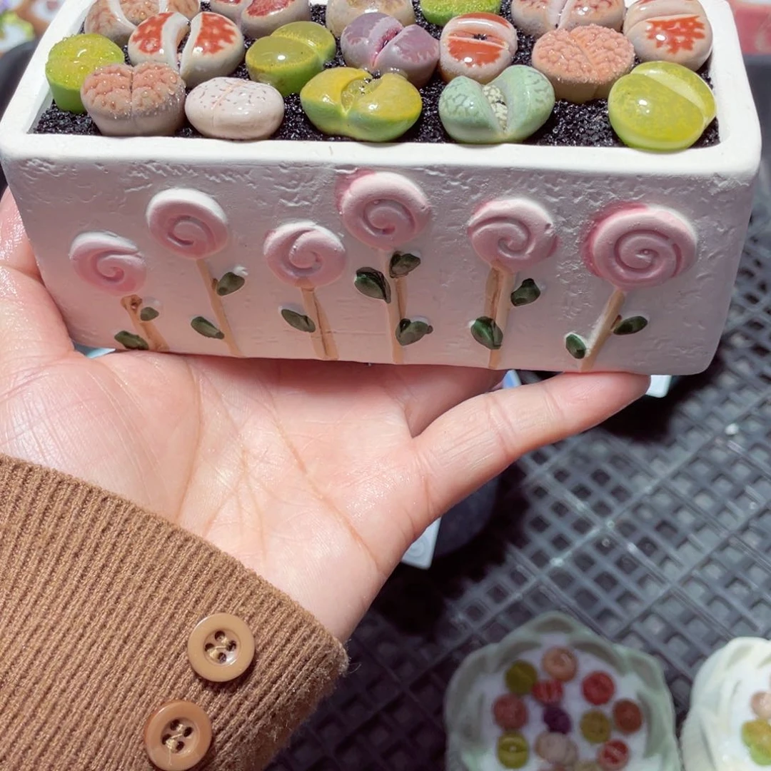 w1885 带盆土发货-零下地区拍保温箱