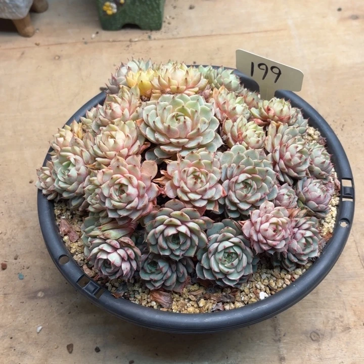 多肉植物，笨吧蒂斯199号