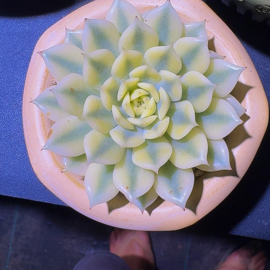 不知名 锦  一物一拍