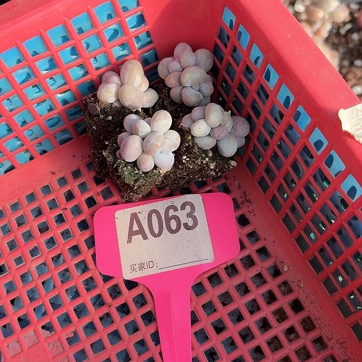 ?****x c z f h f s d t 063