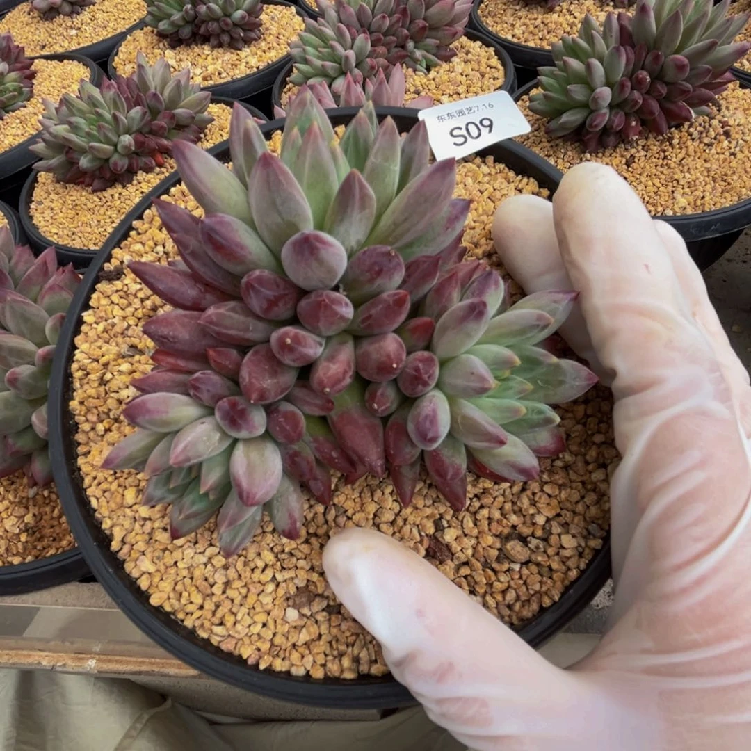 s9如烟美人群生呀呀呀