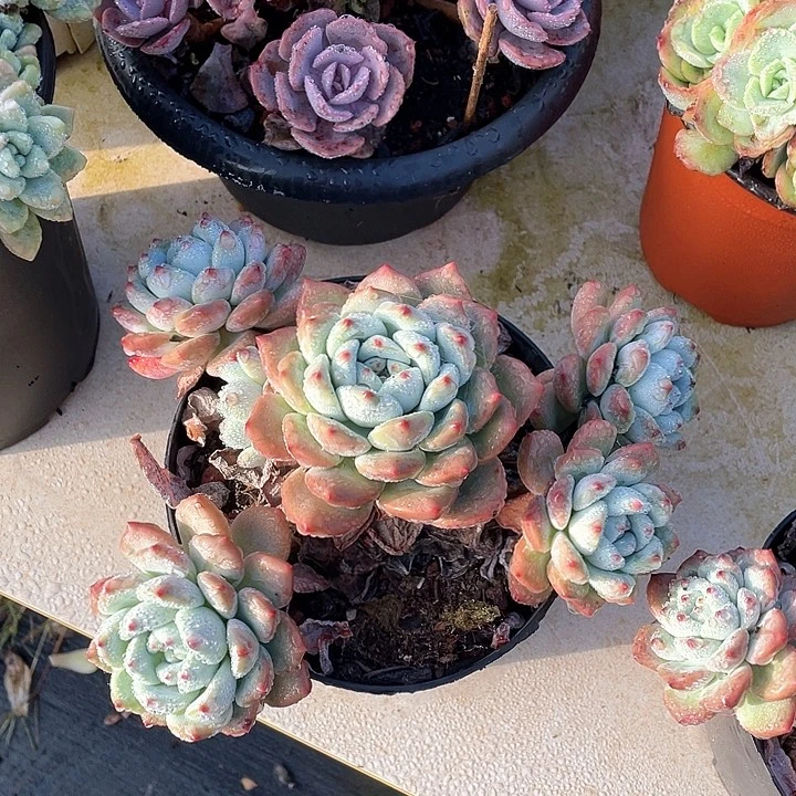 大***施望舒多肉植物群生