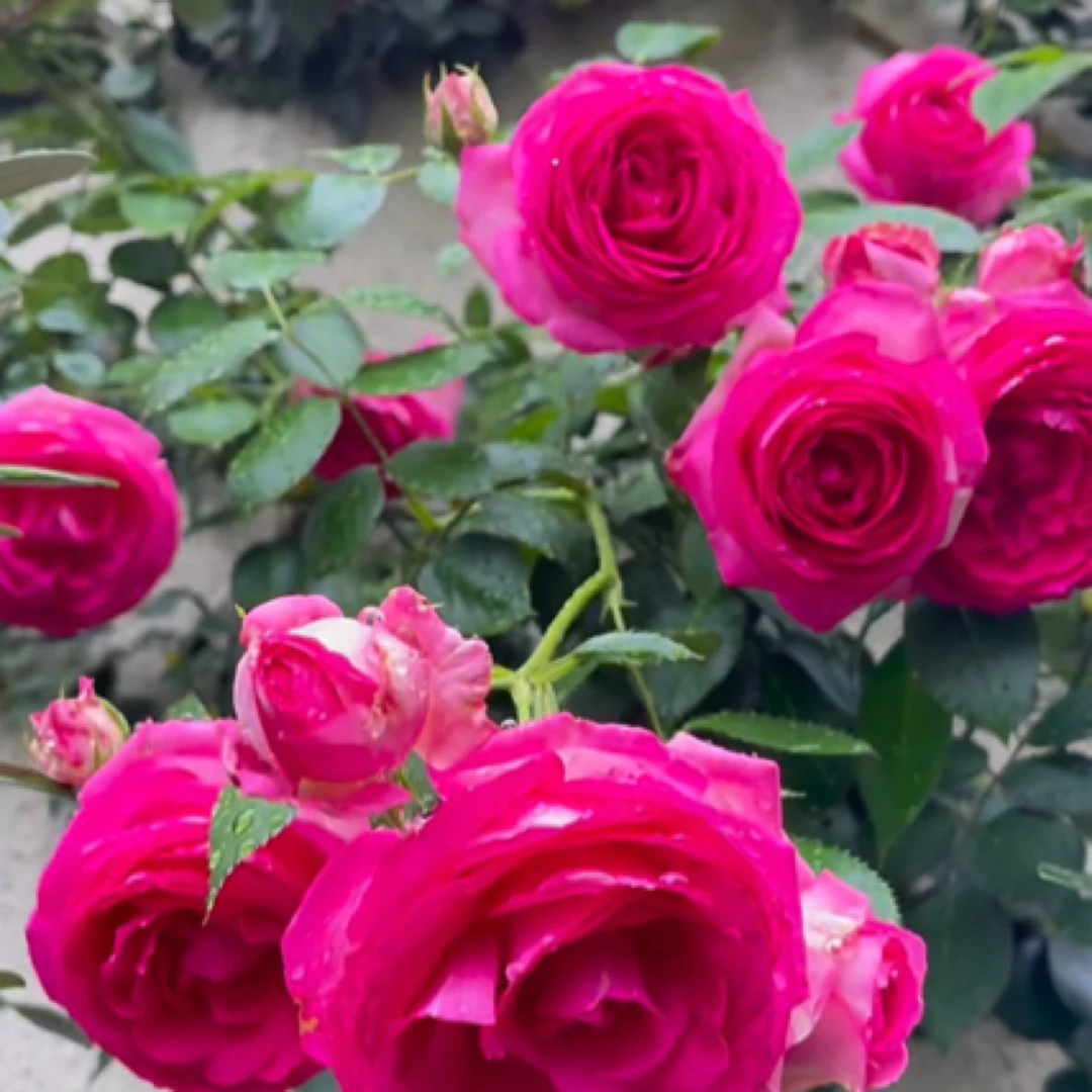 深粉龙沙宝石花苗庭院阳台植物花卉爬藤蔷薇四季开易活好养