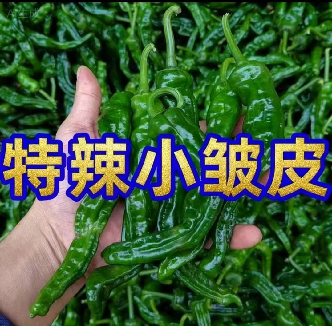 农家新鲜蔬菜辣椒青椒会龙皮薄特辣香辣小皱皮土辣椒