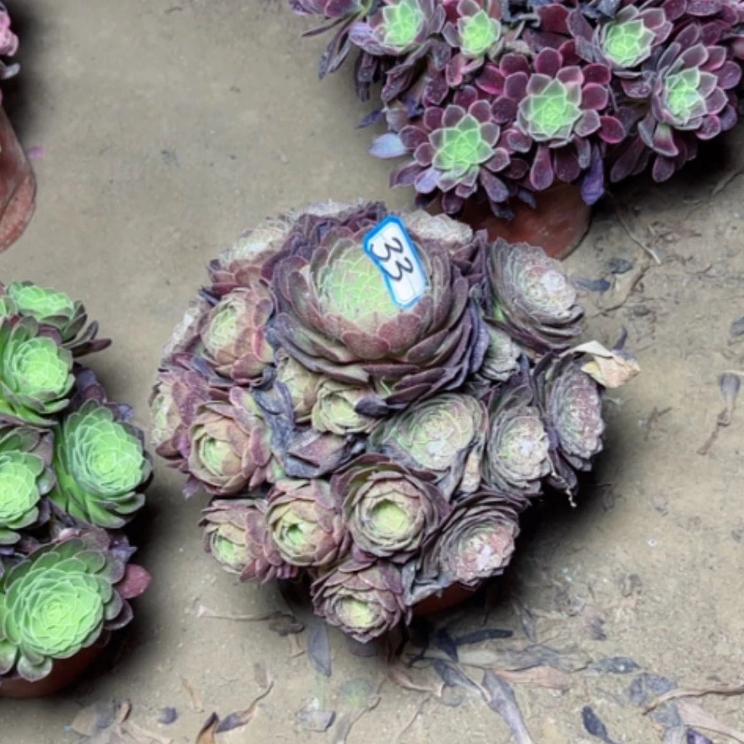 【闪购商品】忍多肉植物莎拉碗33