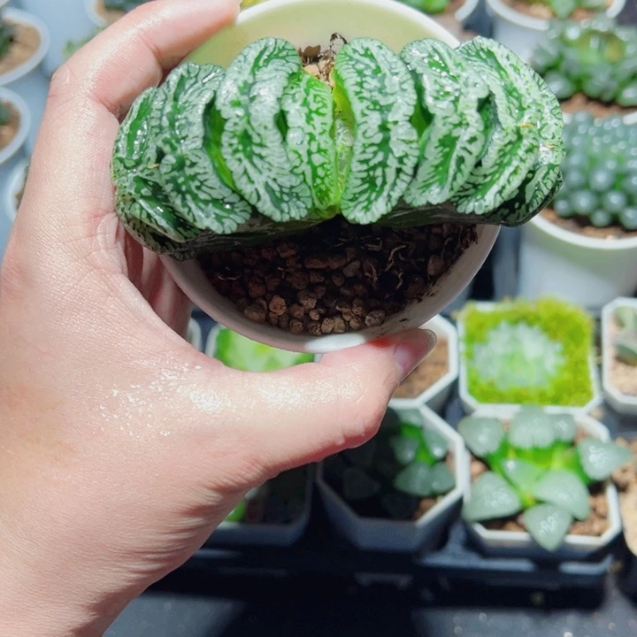 母本玄武玉扇多肉植物