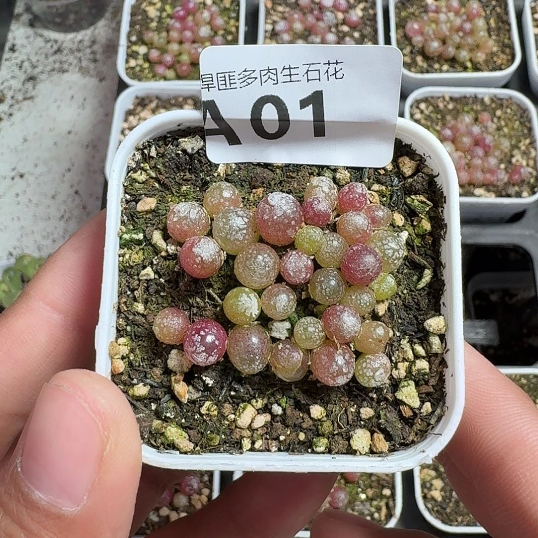 1多肉植物多肉植物