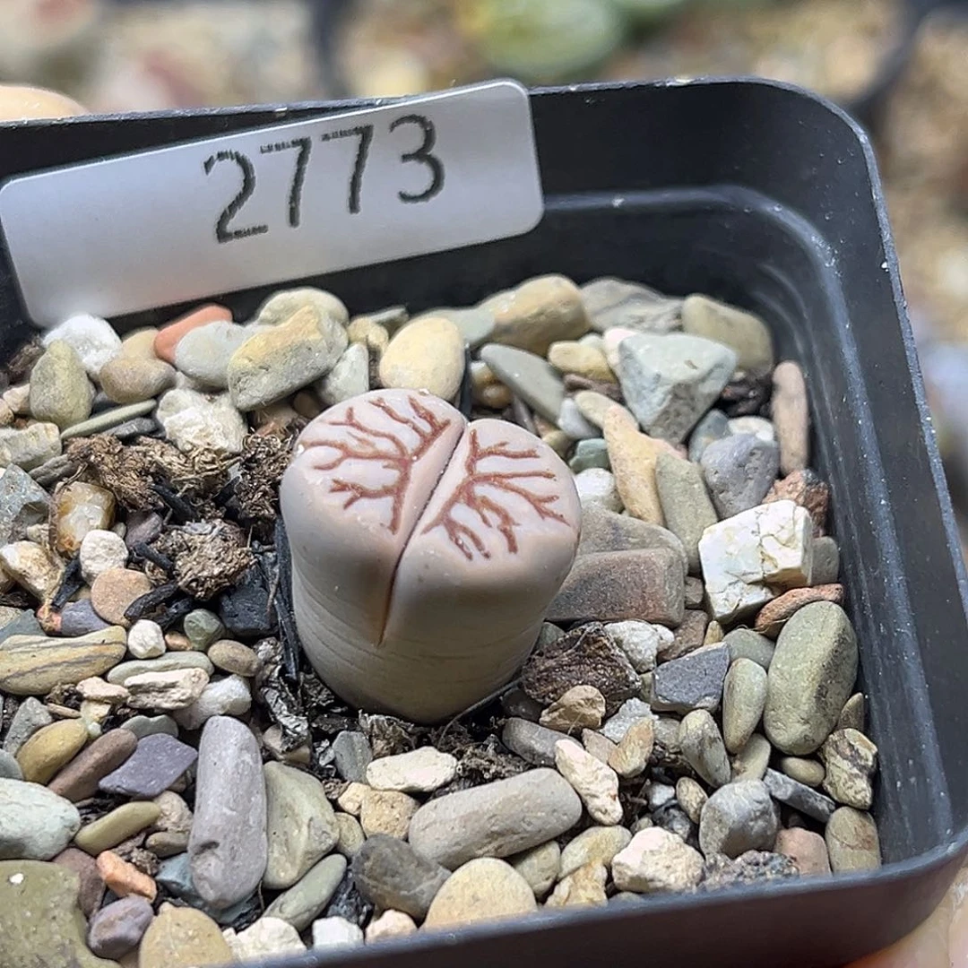 一物一拍红窗菊2773白色菊化石