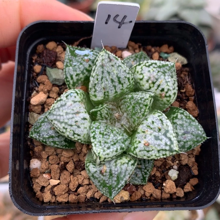 美吉x白银，带盆一起