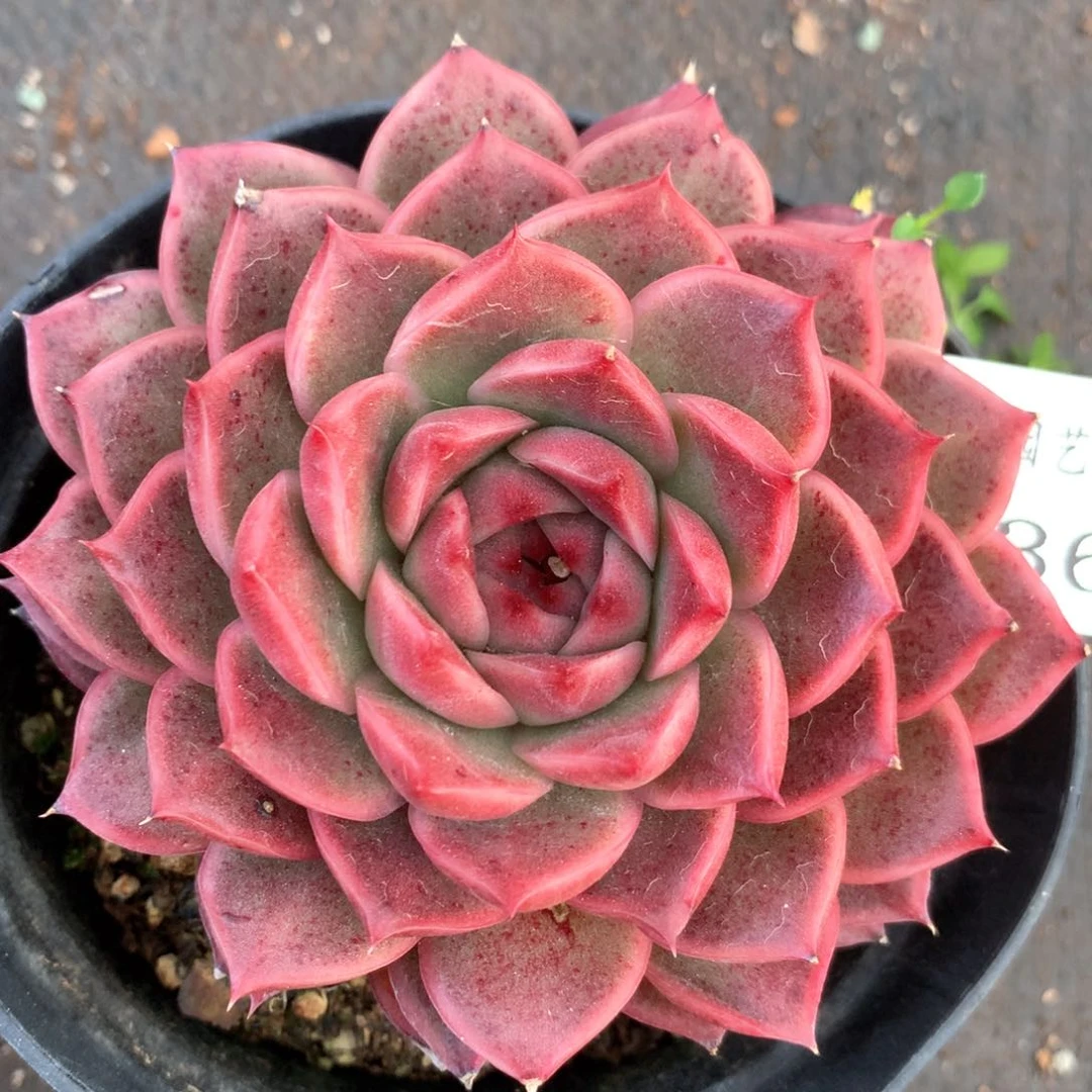 3736杂交多肉植物