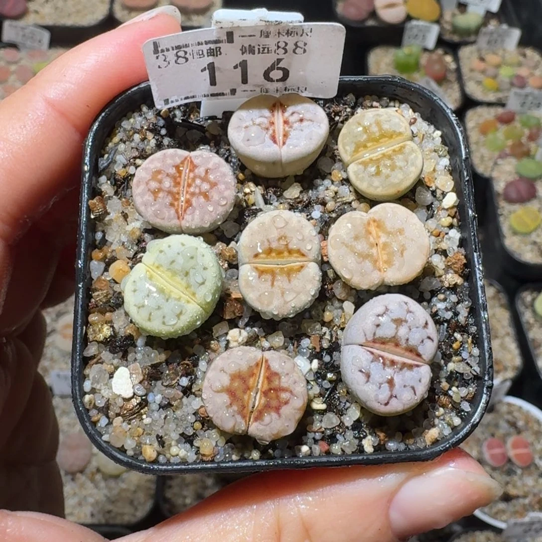 高品质生石花清清116