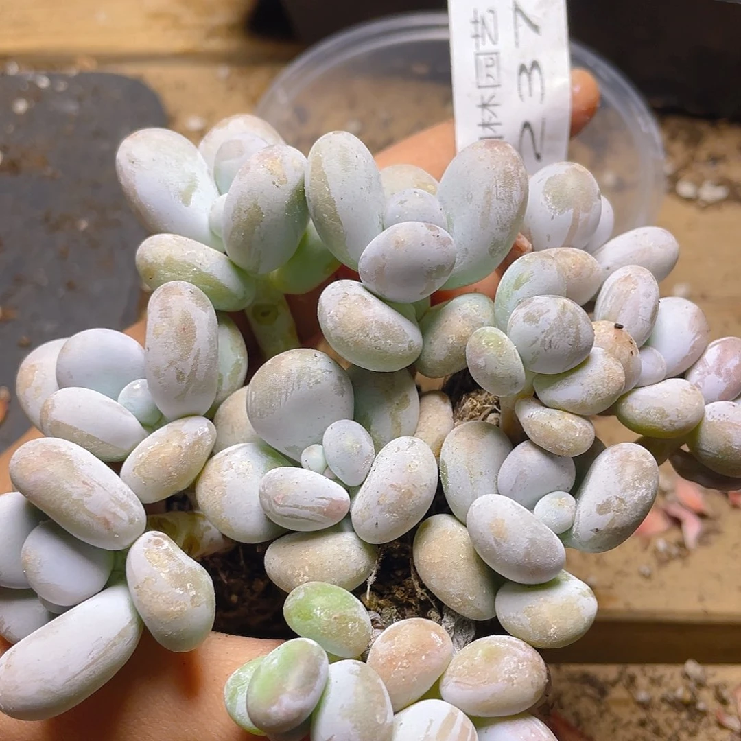 多肉植物多肉植物237