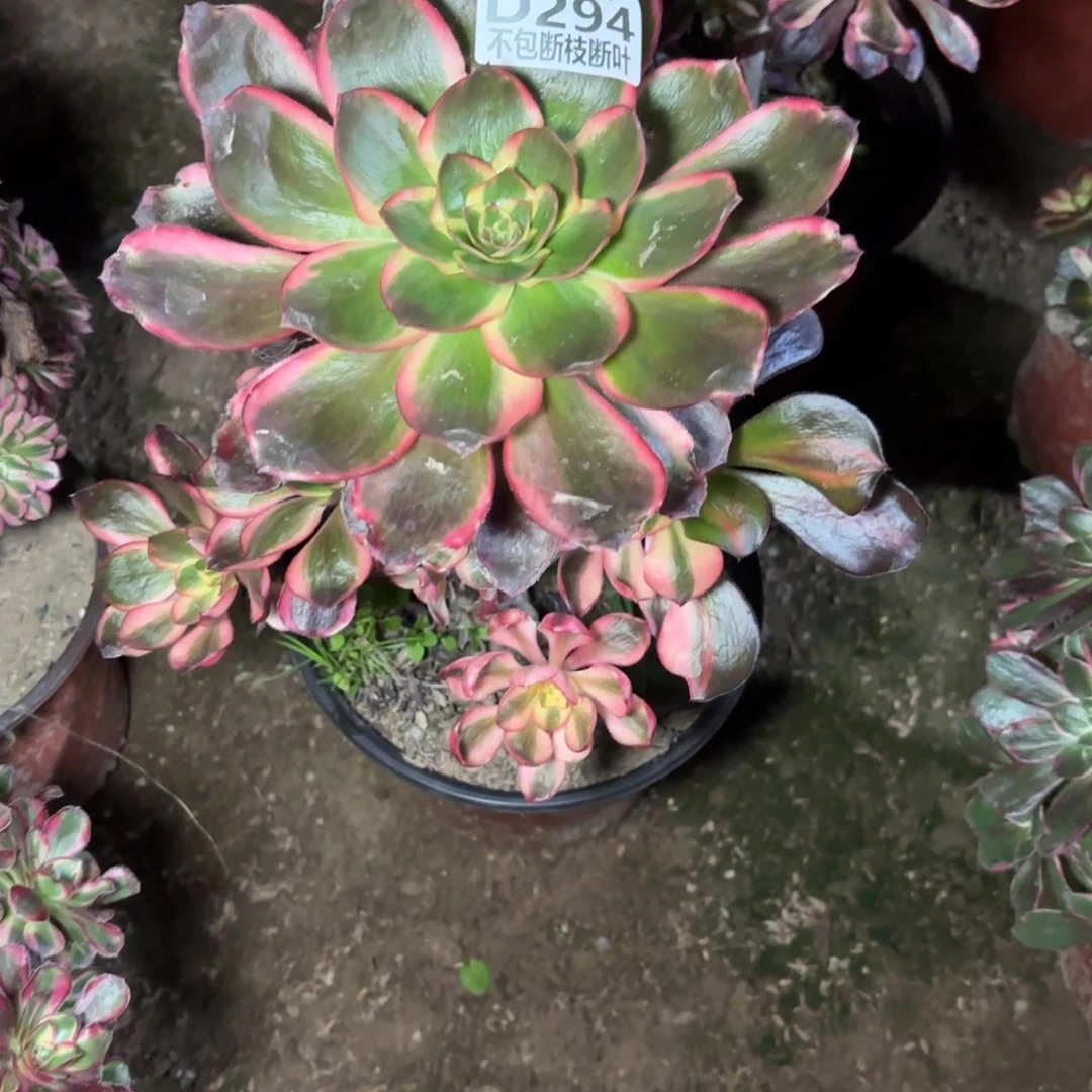 青***栀X. 294红魔女多肉1，cade