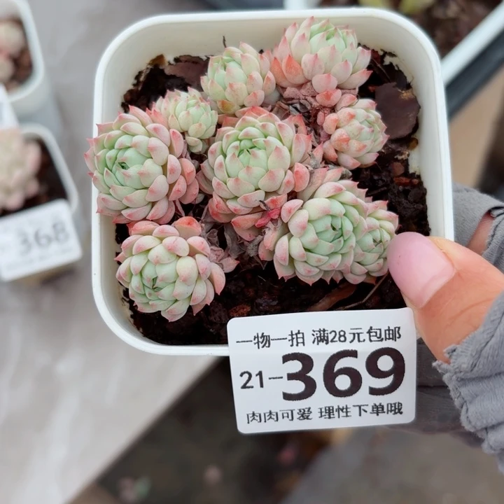 小粉梅多肉无盆土发货无