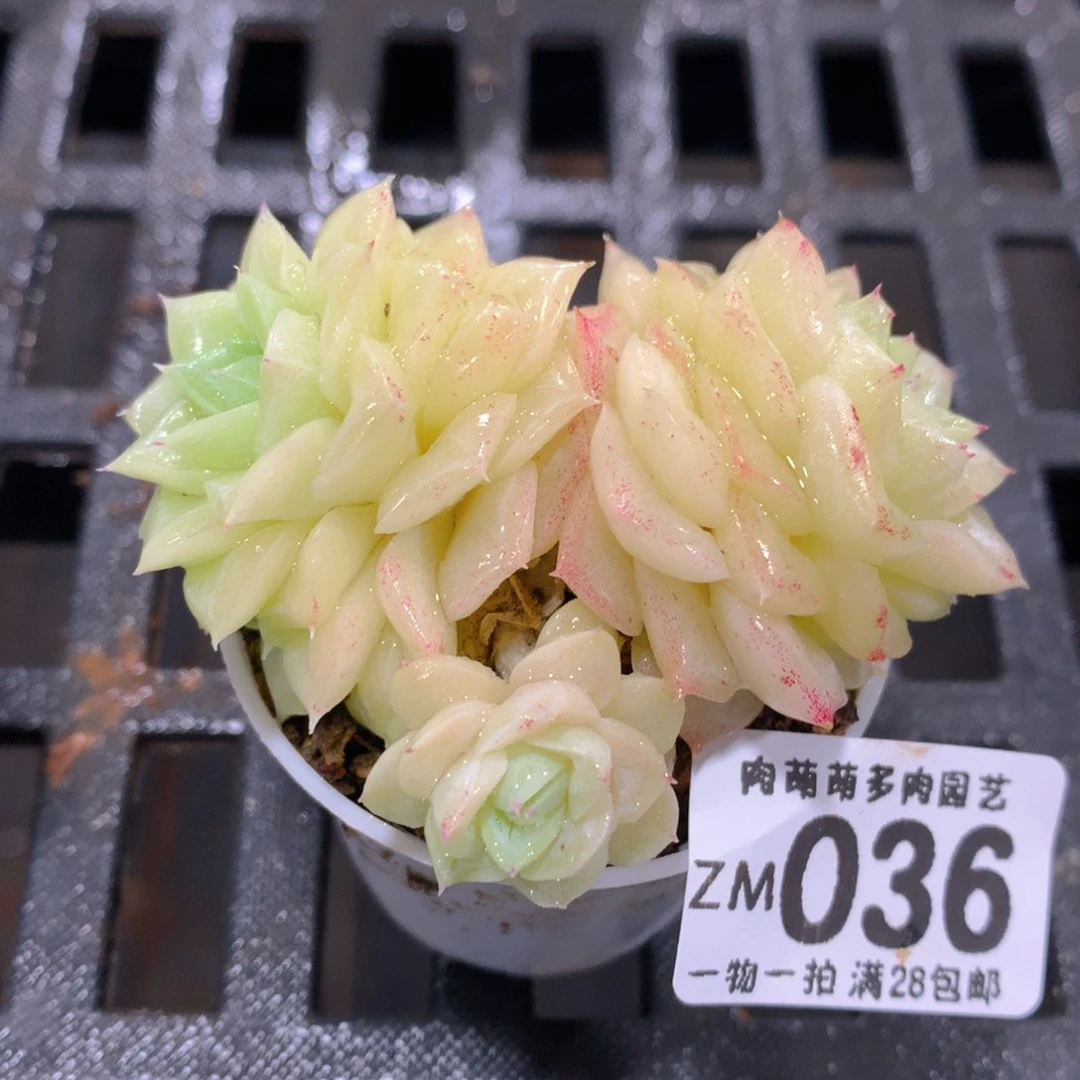 肉萌萌拇指盆精控多肉ZM036