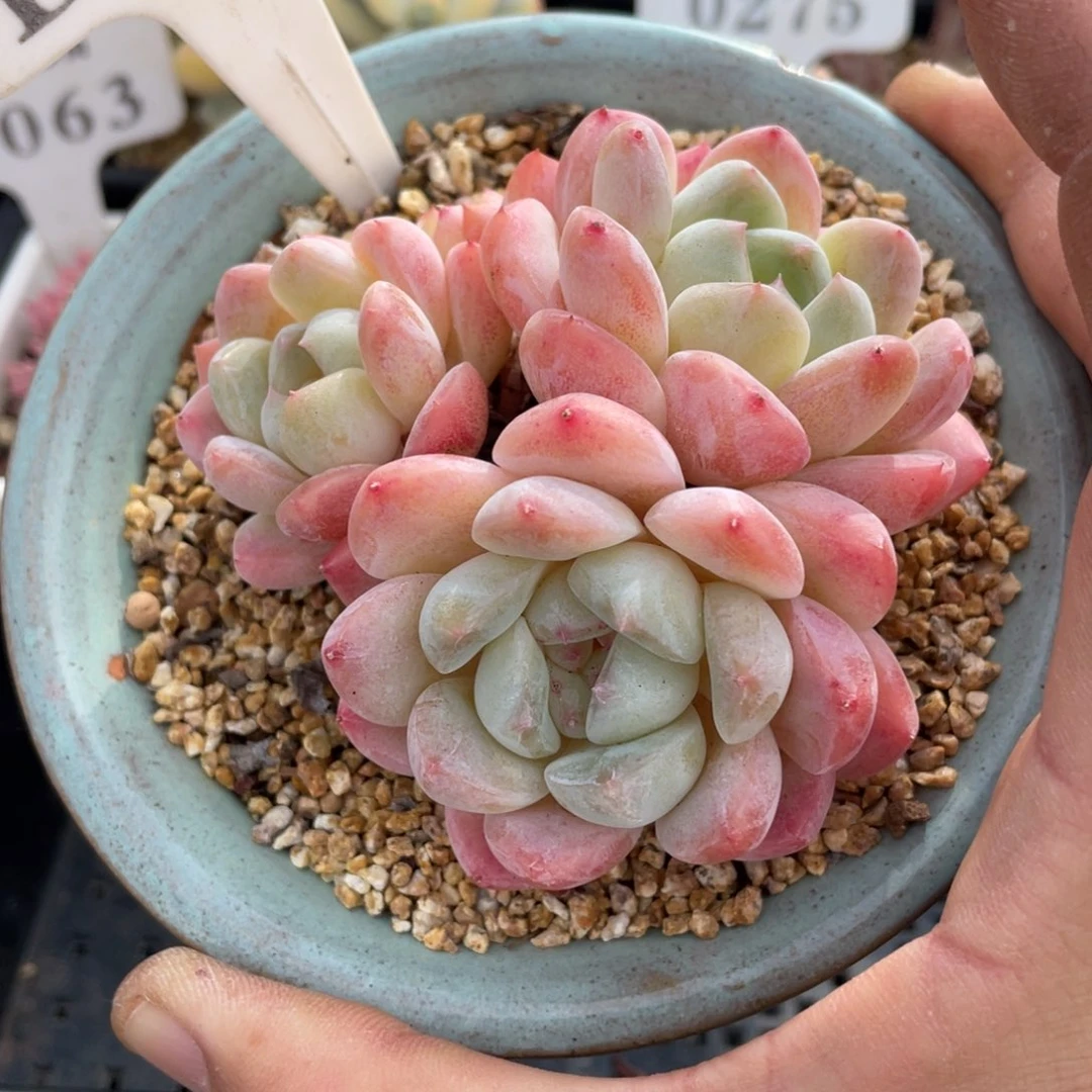 070厚梦不带盆8厘米