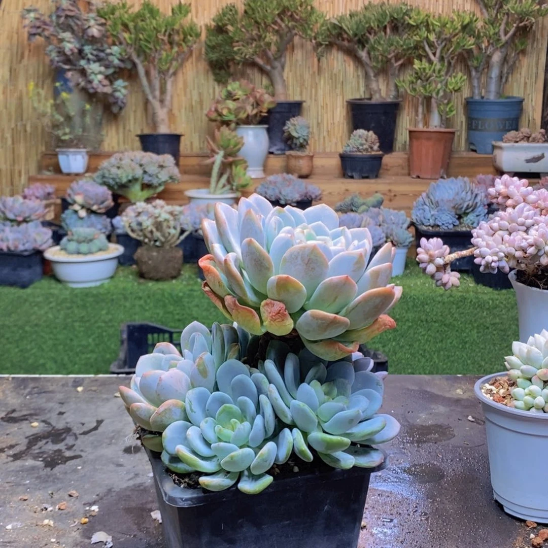 冬*19号香橙手捧