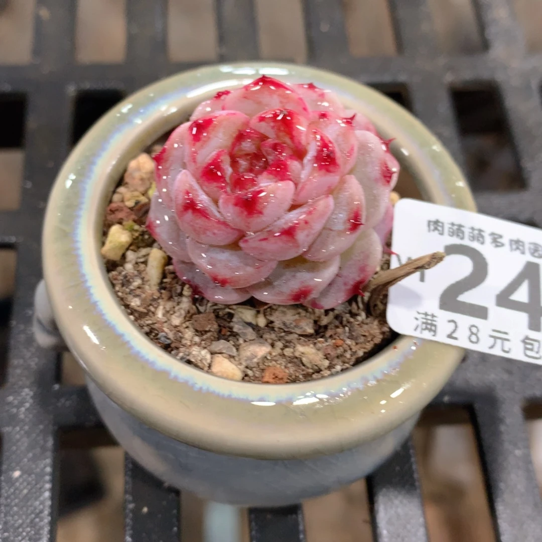 肉萌萌拇指盆精控多肉YT242