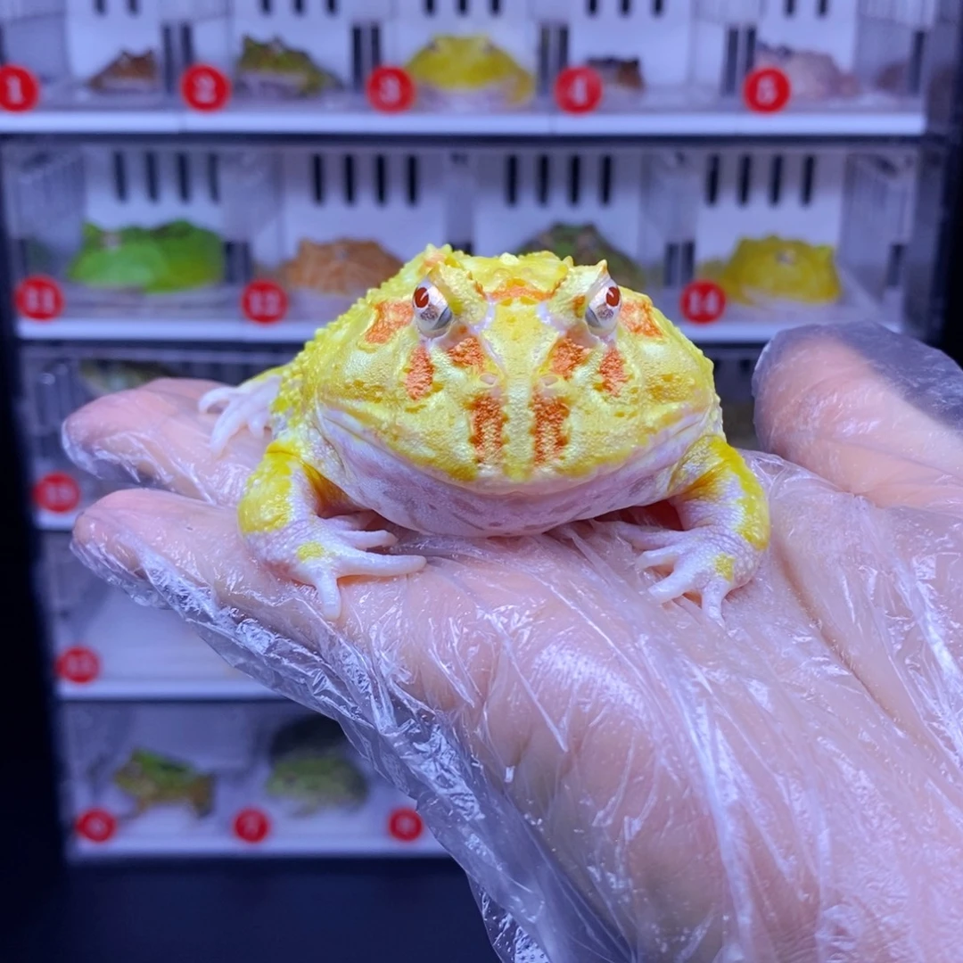 蒜****角蛙角蛙3-10cm闪购专享链接