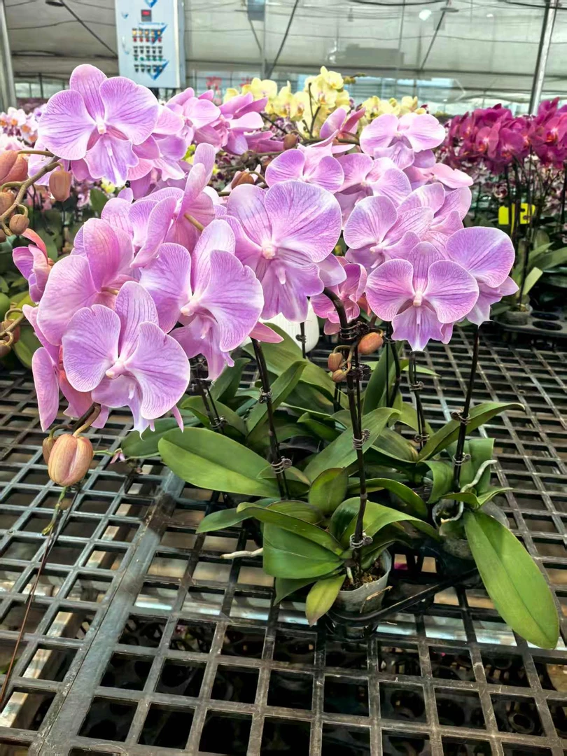 鲜花【天仙】蝴蝶兰室内种植观赏送礼带花发货