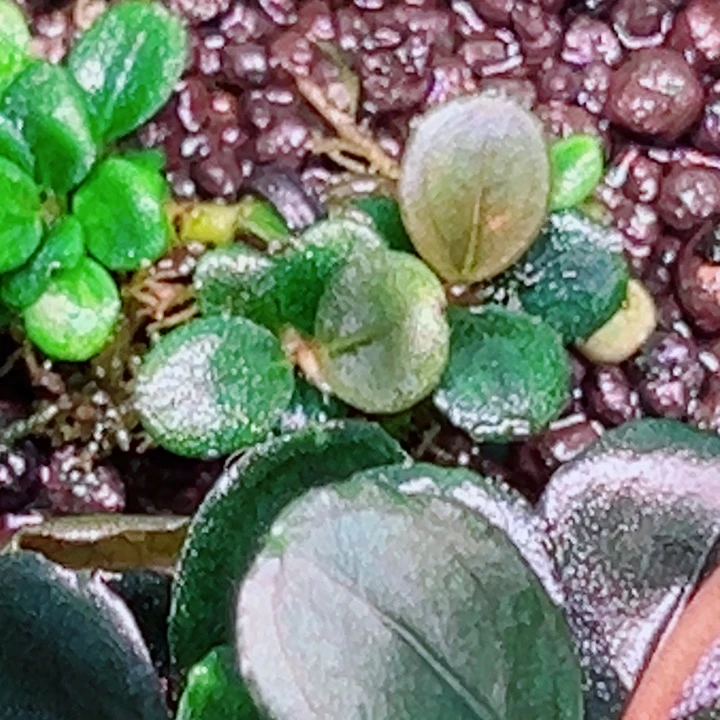 无花朵福利辣椒榕K6
