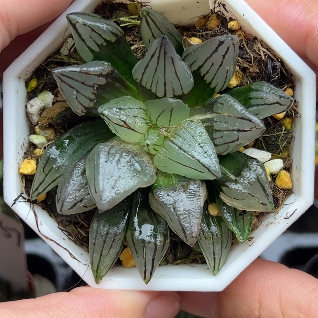 164短肥西瓜寿锦一物一拍