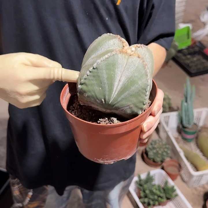 一行园艺【大胖软风雨】