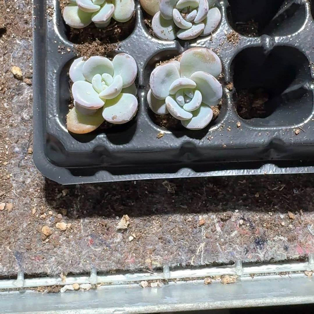 燕子一物一拍专拍