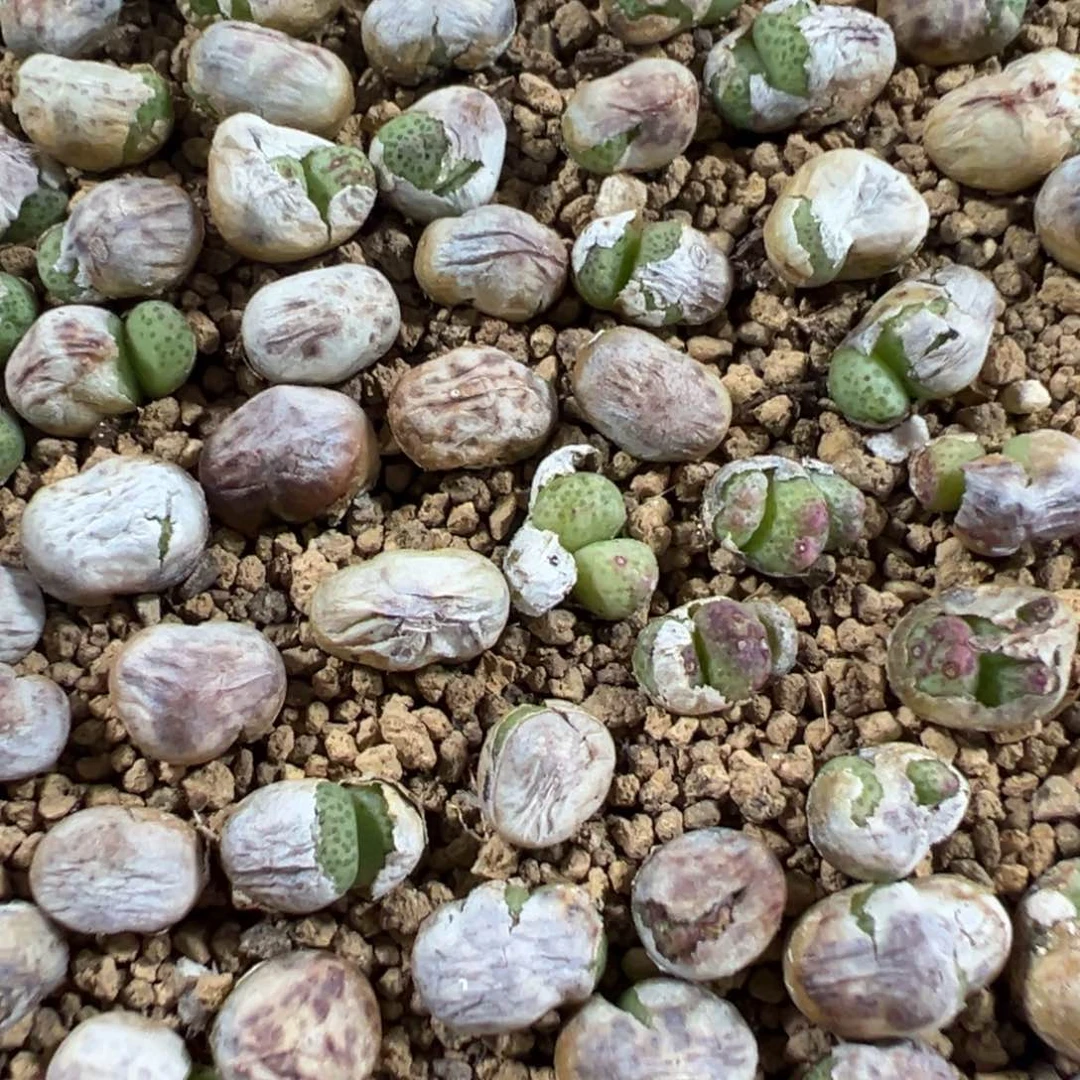 量拍草莓斑马10群
