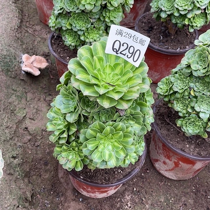 290翡翠琉璃多肉植物