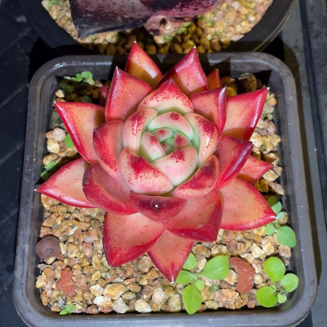 多肉植物一物一拍