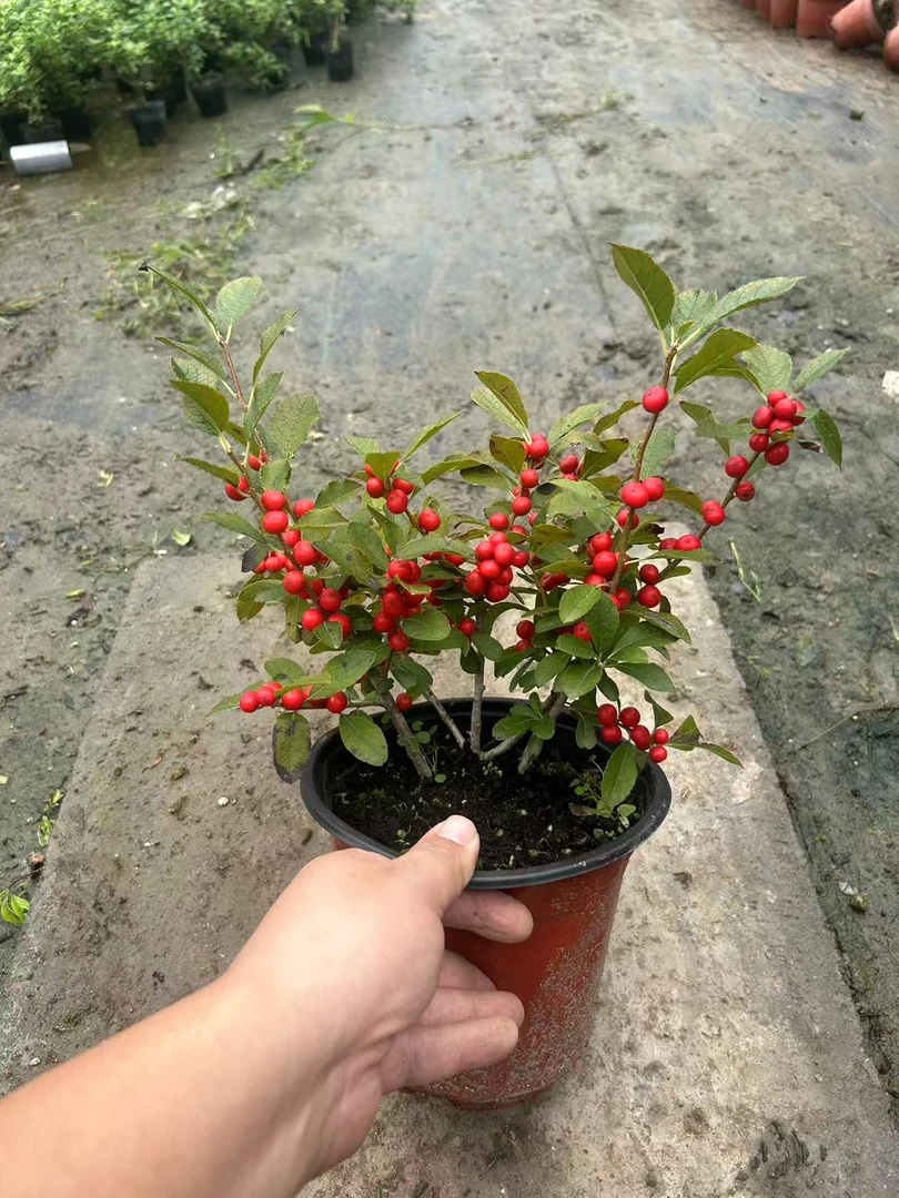 原生北美红豆小盆景带豆发货