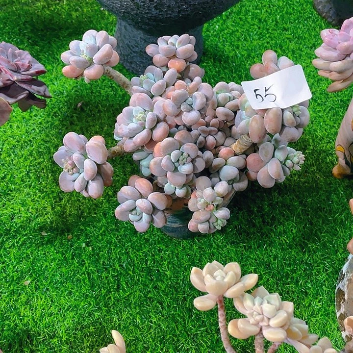 @***姐谢谢你的支持00000055