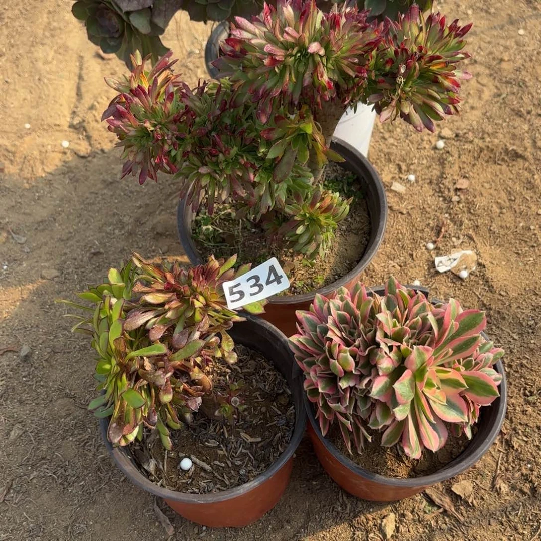 二*呀534法师缀化4棵不包损