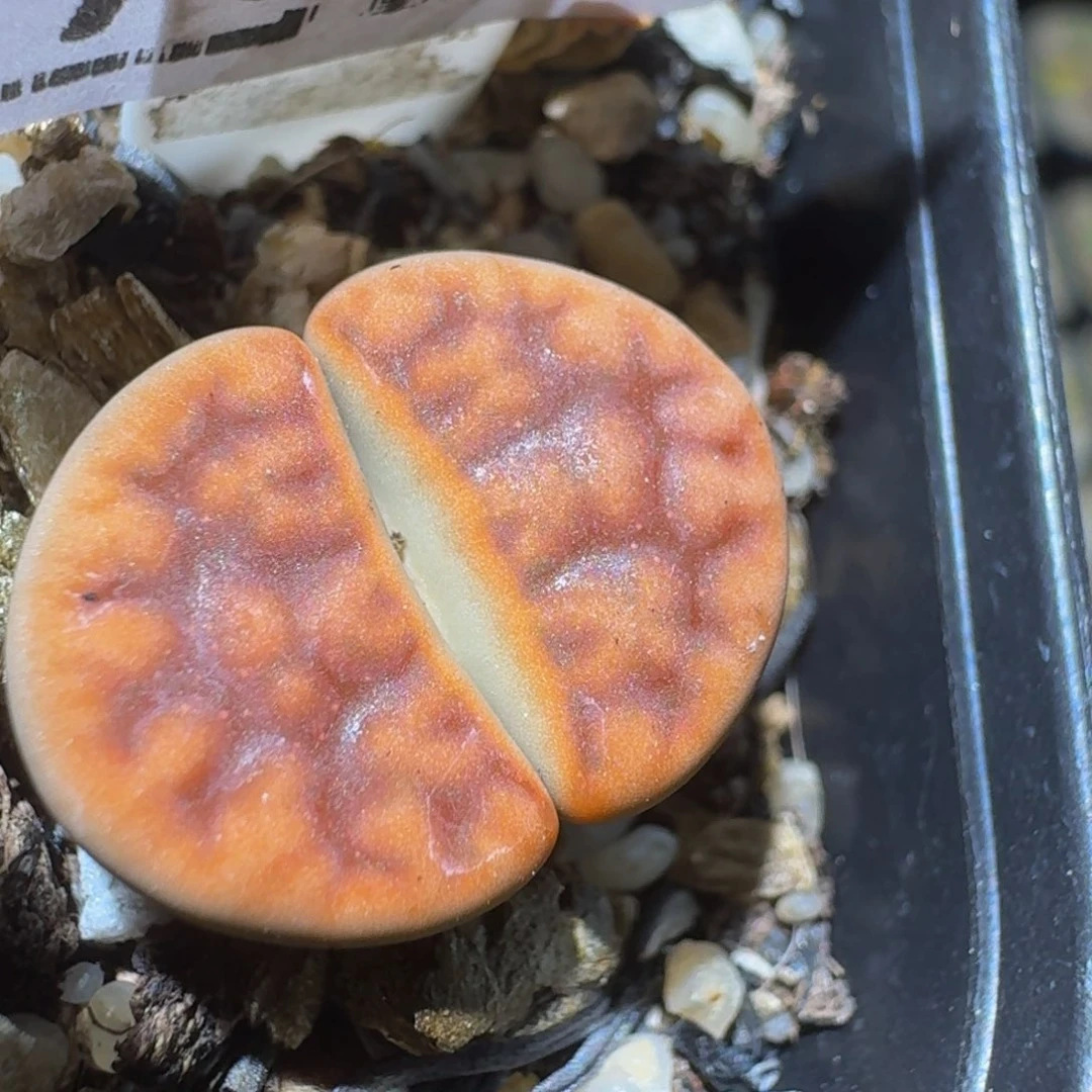 Ssss精品生石花723