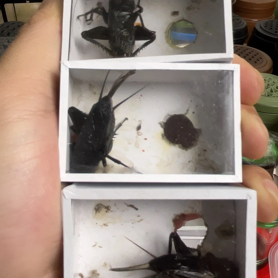 蝈蝈油葫芦，段子青，3只黑色